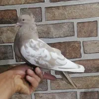 سینه ای ماده|پرنده|آباده, |دیوار