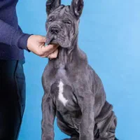 توله گریت دین های وارداتی شجره دار|سگ|تهران, الهیه|دیوار