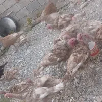 18 عدد بوقلمون