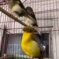 قناری نژاد گلاستر|پرنده|ساری, |دیوار