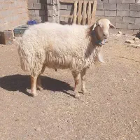 یک عدد شیشک مغانی ویک عدد بز زایده