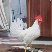 خروس|حیوانات مزرعه|مشهد, بهمن|دیوار