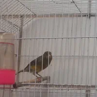 قناری ریزه خون|پرنده|بندر ماهشهر, |دیوار