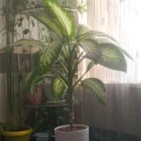 گل دیفن وسانسوریا