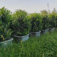 لاوسون ، یاس هلندی،شمشاد،فونیکس، شمشاد پیوندی|خدمات باغبانی و درختکاری|چابکسر, |دیوار