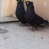 جفت زاغ ابادانی و نر سفید چشم زرد