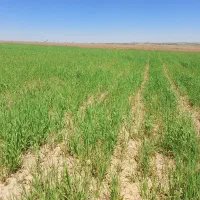 زمین می خوام شراکتی