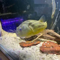 معاوضه با اروانا|ماهی|کرمان, |دیوار