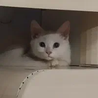 گربه نر اسکاتیش