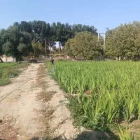 سم پاشی و باغبانی