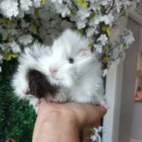 خوکچه هندی های بانمک فنجونی