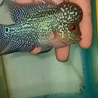 فروش فلاورهای گرید aaa