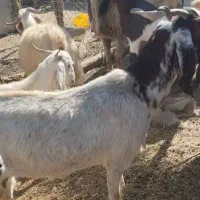 فروش یک بزغاله دوقلو زا ب همراه دوتا کره ویک نر