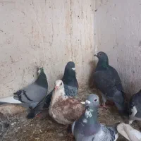 کبوتر دورگ|پرنده|سرخنکلاته, |دیوار