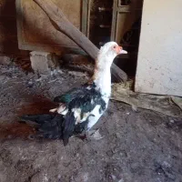 اودک نر خارجی