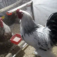 مرغ‌وخروس|حیوانات مزرعه|زاهدان, |دیوار