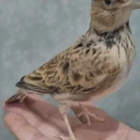مرغ. کاکلی
