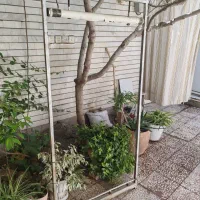 دارقالی سایز پشتی