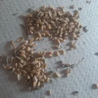 فروش گندم