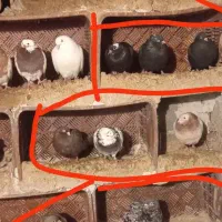 کبوتر|پرنده|ملکان, |دیوار