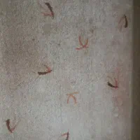 پالاز موکت ۲ عدد ۱۲ متری
