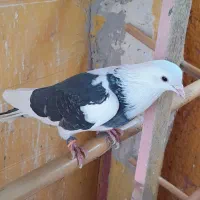 کبوتر پرشی هم زمینی وهوایی