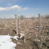 باغ جاده کلانتری|فروش زمین و ملک کلنگی|ارومیه, |دیوار