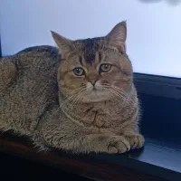 فروش گربه اسکاتیش نر عقیم نشده