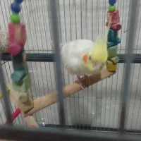 عروس هلندی|پرنده|ساوه, |دیوار