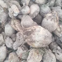 چغندرقند|عمده‌فروشی|میاندوآب, |دیوار