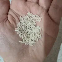 برنج دمسیاه اعلا آستانه اشرفیه|خوردنی و آشامیدنی|تهران, شمشیری|دیوار
