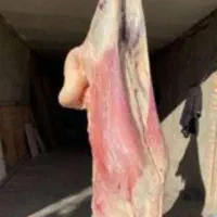 قصابی و قصاب