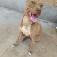 یک قلاده پیت بول نر