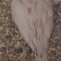 عروس هلندی|پرنده|لار, |دیوار