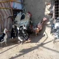 مرغ گلین وجوجه گلین نیمچه|حیوانات مزرعه|انبارآلوم, |دیوار