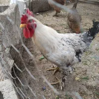 خروس دیلگونی فول پاپر