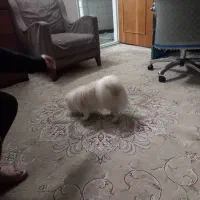 سگ شیتزو|سگ|باغستان, |دیوار