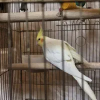 عروس هلندی جفت|پرنده|ری, شهرک نظامی|دیوار