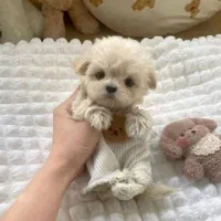 واگذاری پودل