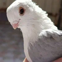 کفتر|پرنده|بندر امام خمینی, |دیوار