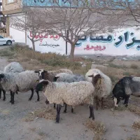 گوسفند رومانوف|حیوانات مزرعه|رضویه, |دیوار