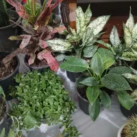 فروش گل پتوس آپارتمانی|گل و گیاه طبیعی|مشهد, انصار|دیوار