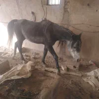 فروش اسب نر سه ساله ایرانی