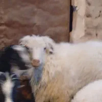 یک عدد بره نر|حیوانات مزرعه|خوسف, |دیوار