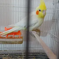 کوتوله ومرغ عشق|پرنده|گلبهار, شهر جدید گلبهار|دیوار