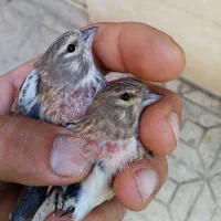 سهره سینه سرخ جوان|پرنده|قزوین, |دیوار