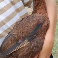 ۵ مرغ و ۱ خروس لاری
