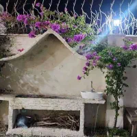 فروش ویلا 200 متری خوش نقشه و خوش قیمت|فروش خانه و ویلا|چاف و چمخاله, |دیوار