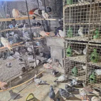 کفتر عالی
