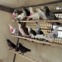 کبوتر پرشی